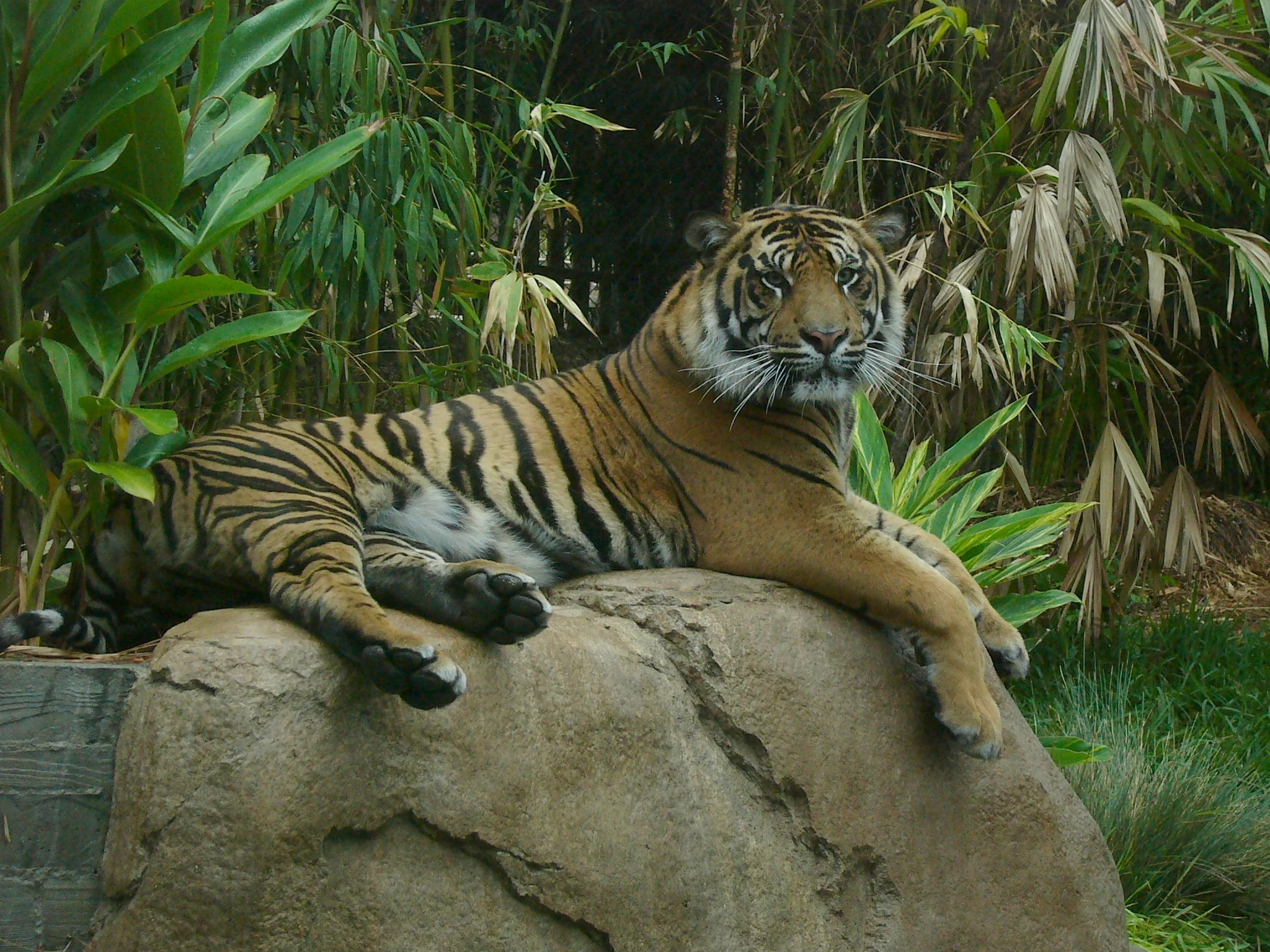 Fauna del zoológico