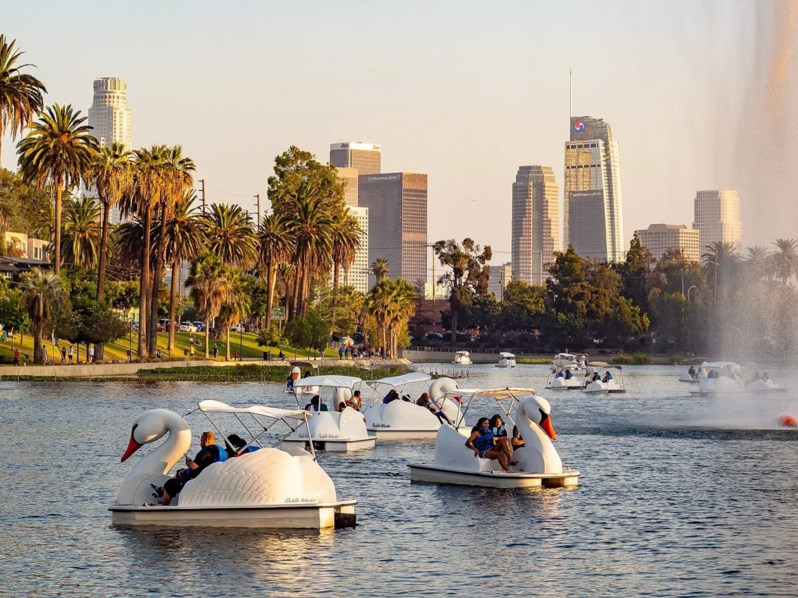 Cisnes en Echo Park